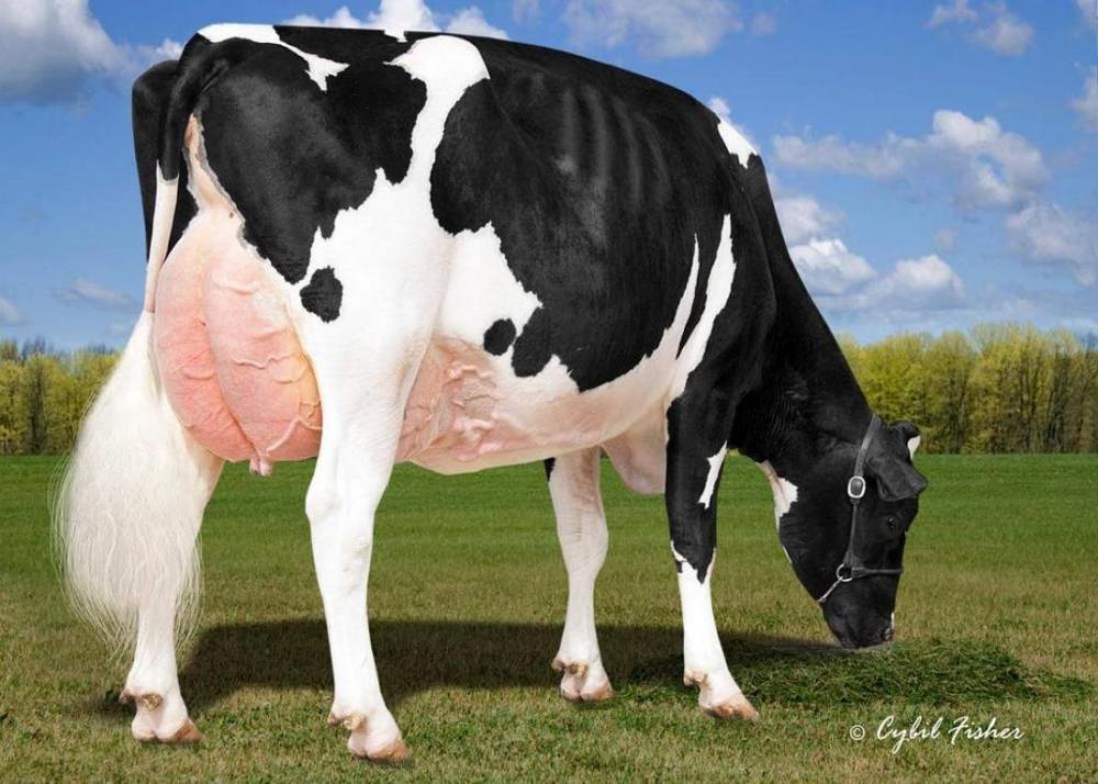 View-Home Uno Hope EX-92 (Mutter)