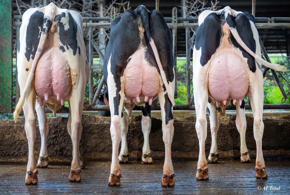 Quality Töchtergruppe Gan. Etxeberri, Spain