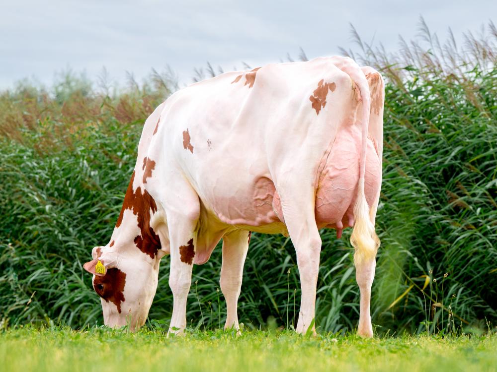 Rammstein Overvelde Red