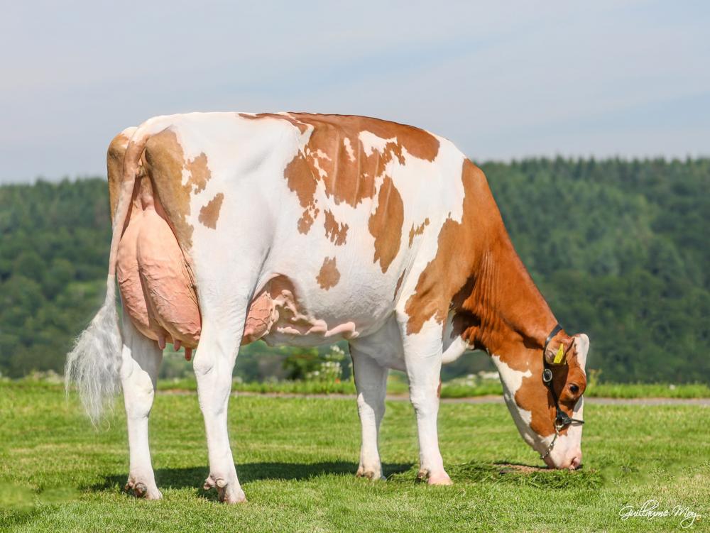 NH Arvis Silky-Red EX-91 (Mutter)