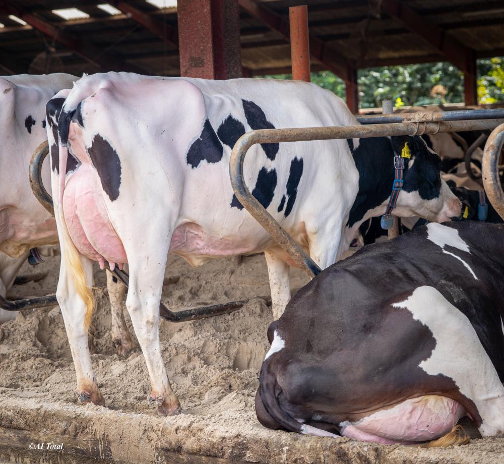 Anderstrup El Grande 11155