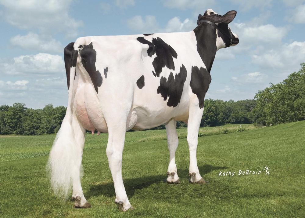 Tiger-Lily Planet Limbo VG-85 (Stammkuh)