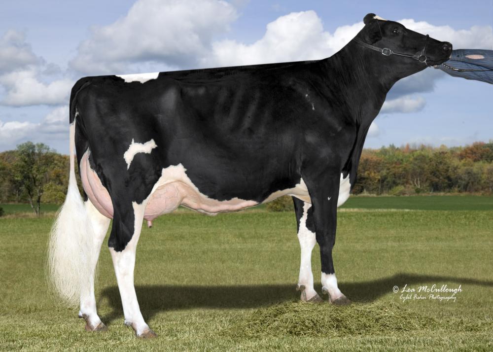 Cookiecutter MOM Halo VG-88 (Stammkuh)