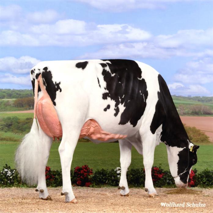 Miss Snapple Olympian Gold EX-90 (Mutter)