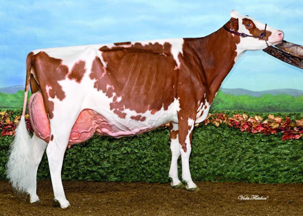 Miss Apple Snapple-Red EX-96 (Großmutter)