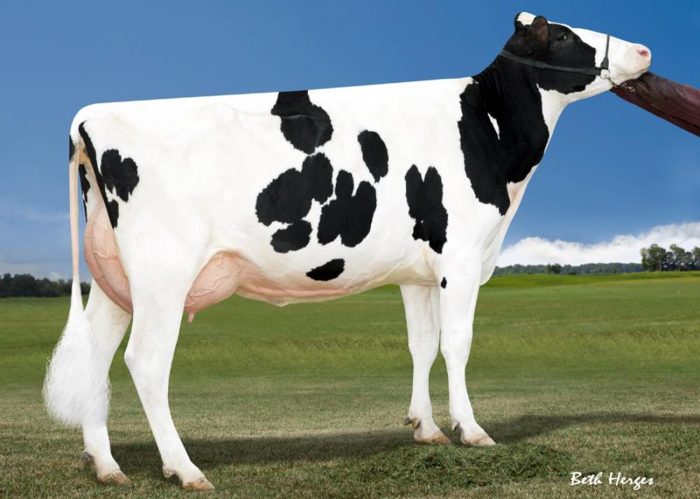 OCD Roobust Delicious VG-87 (Großmutter)
