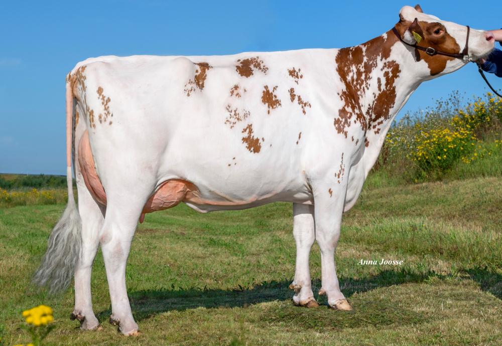 3STAR OH Red Rose VG-86 (Mutter)