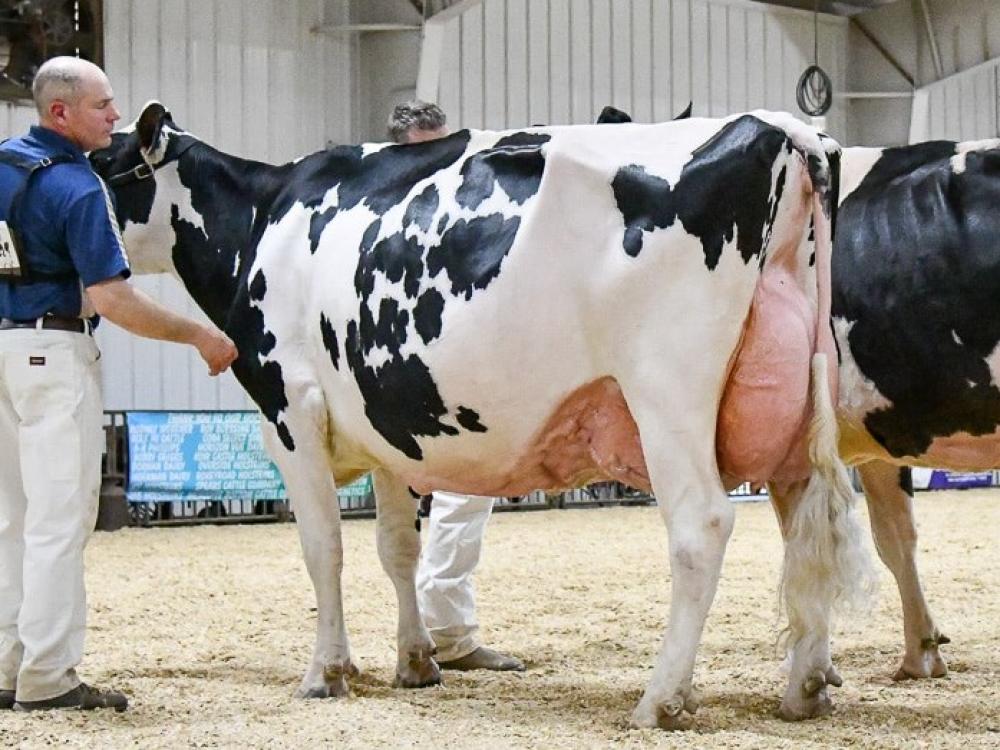 Ri-Val-Re Double Apple-P EX-92 (4.Mutter)
