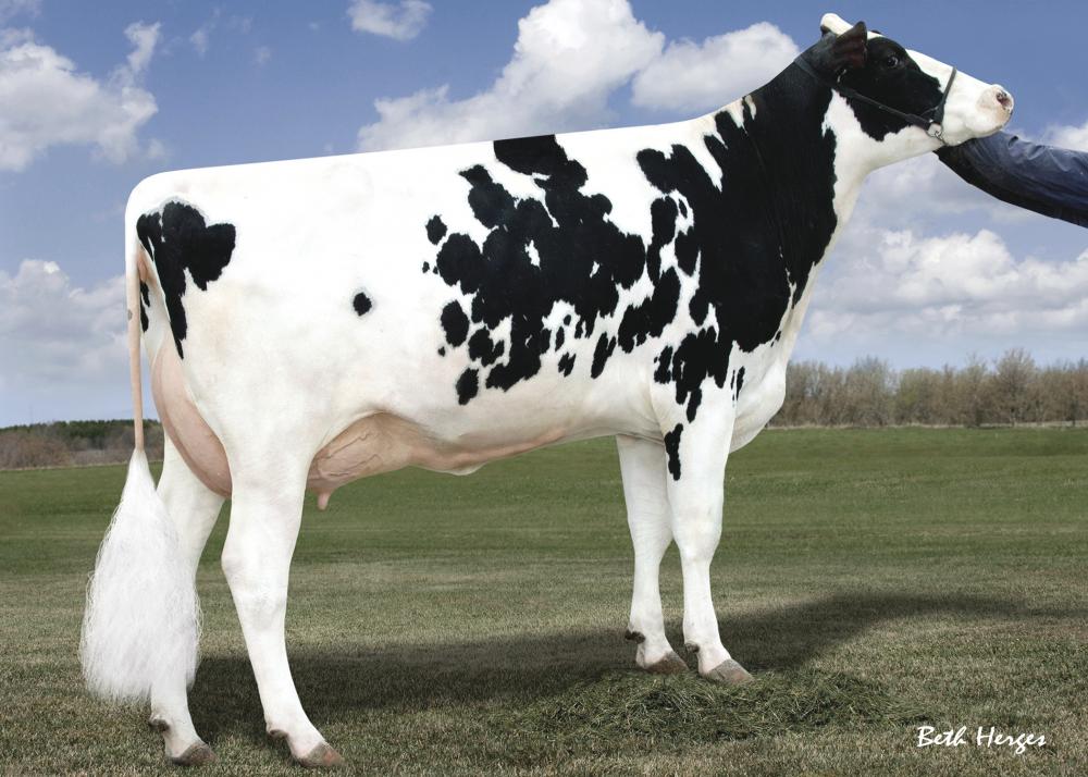 Melarry Colby Freckless EX-90 (4. Mutter)