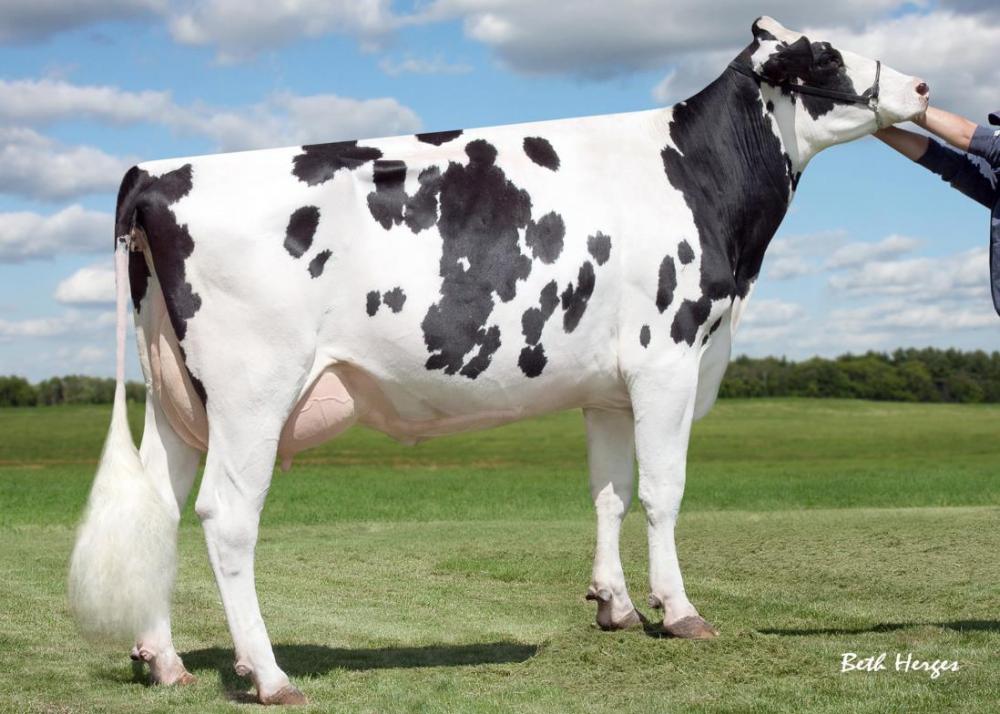 Sully Shottle May EX-91 (GM)