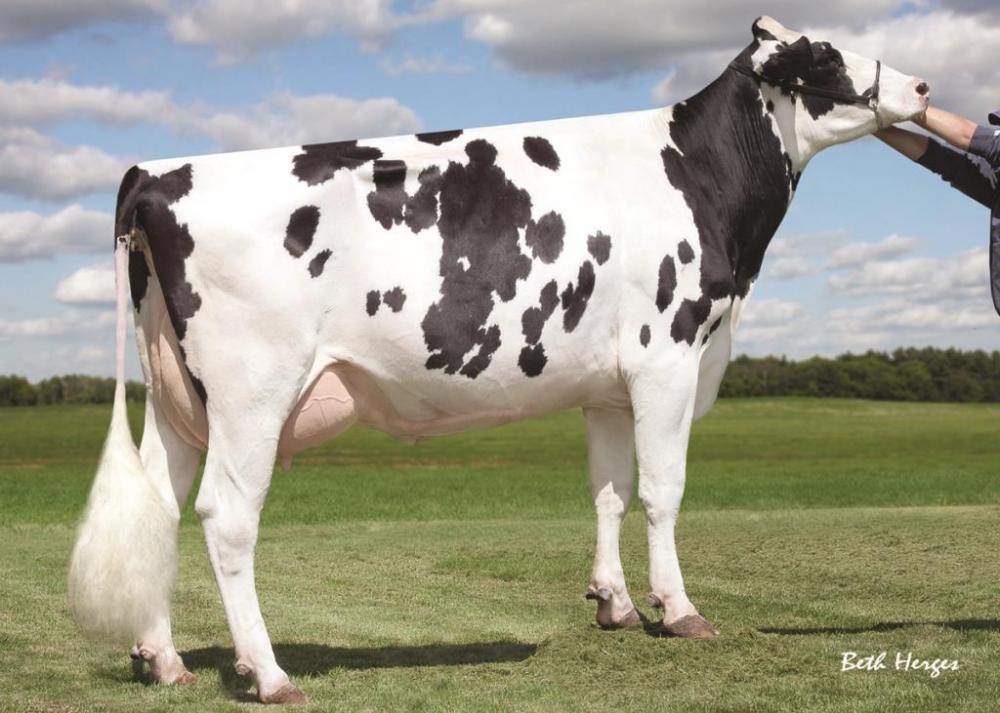 Sully Shottle May EX-91 (Stammkuh)