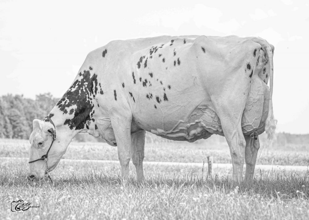 Erbacres Snapples Shakira EX-97 (Großmutter)