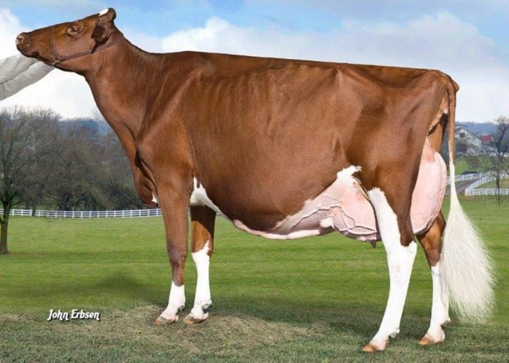 KHW Regiment Apple Red EX-96 (Stammkuh)