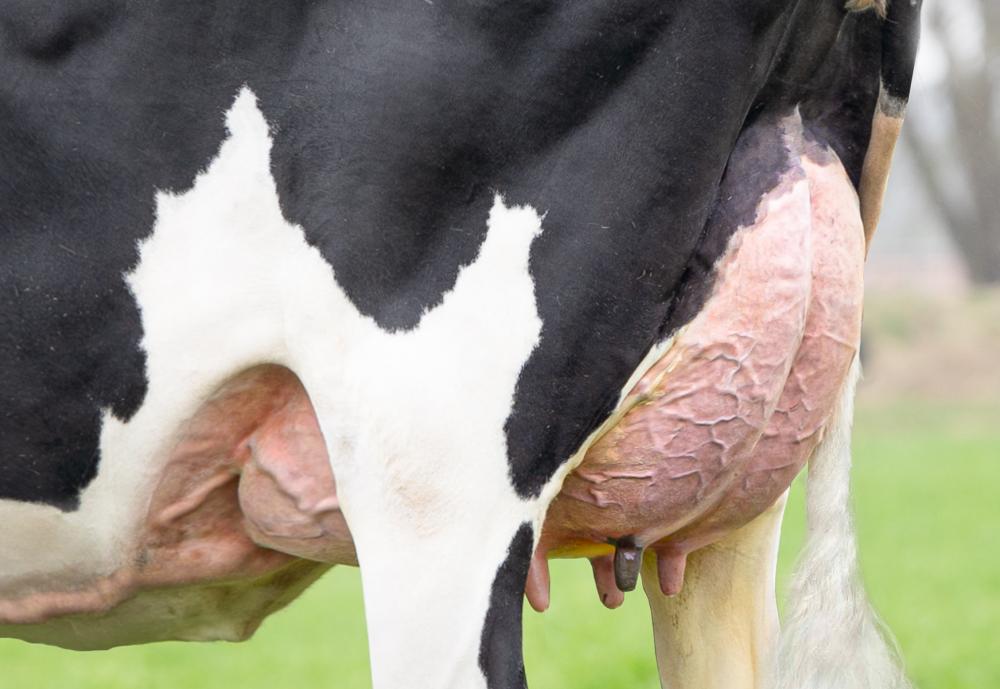 DG Alanzo Rifka RC (Mutter)