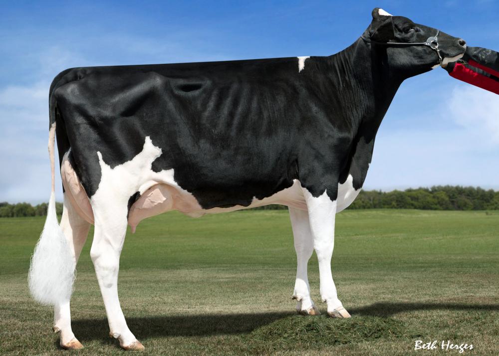 Kellercrest Manoman Lacy VG-85 (6. Mutter)