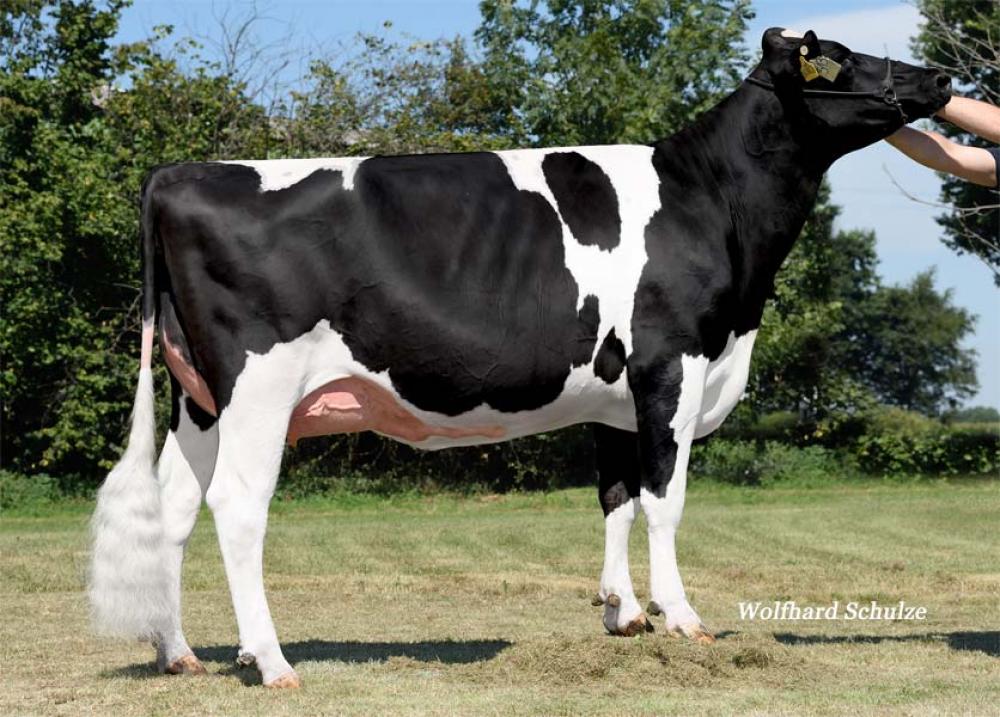 MB Gatedancer Danny VG-87