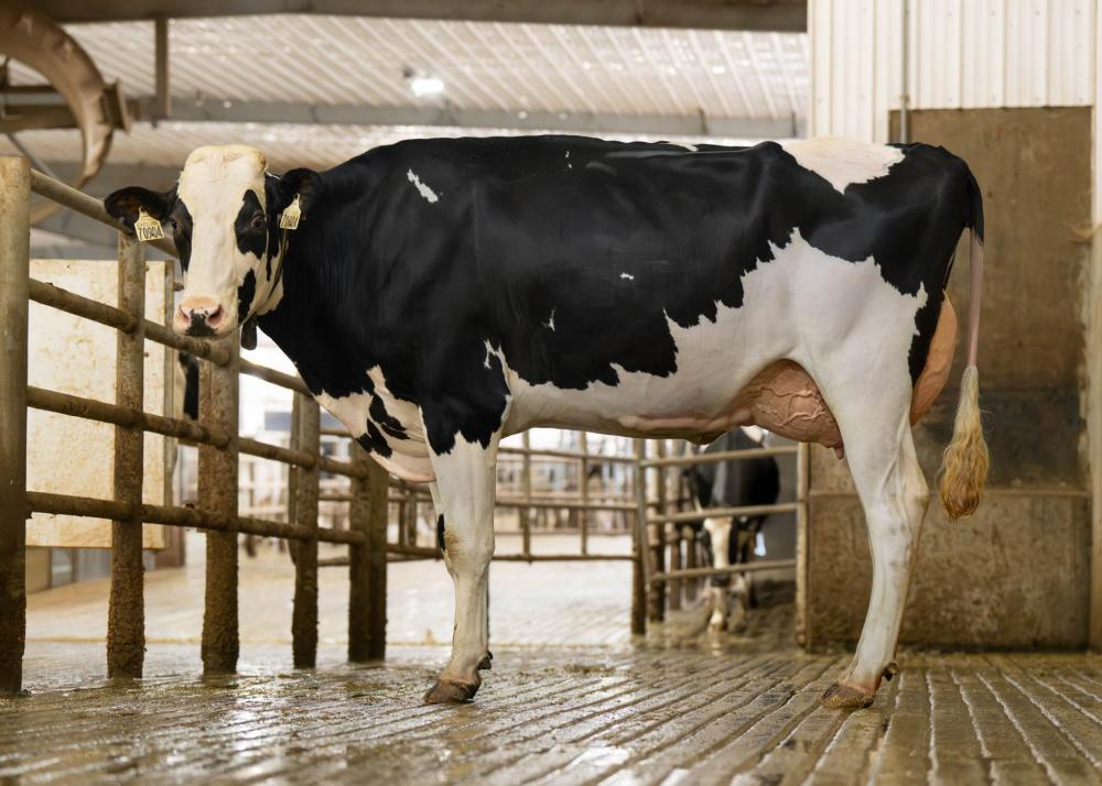 Genosource Devoid 70904 VG-87 (Mutter)
