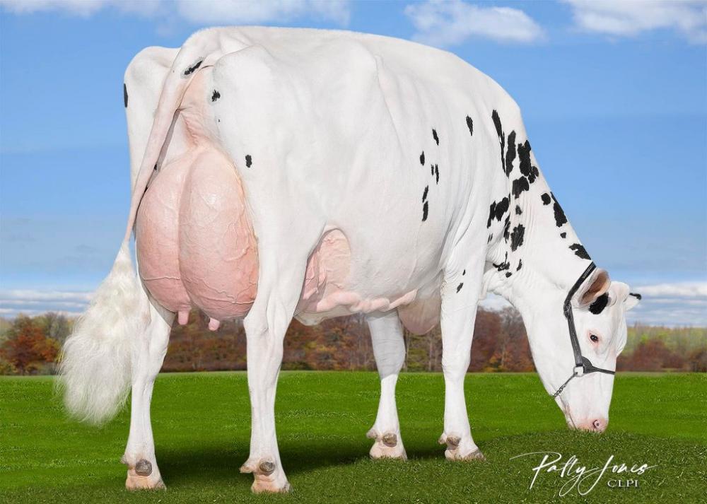 Calbrett Kingboy Miranda P EX-93 (Stammkuh)