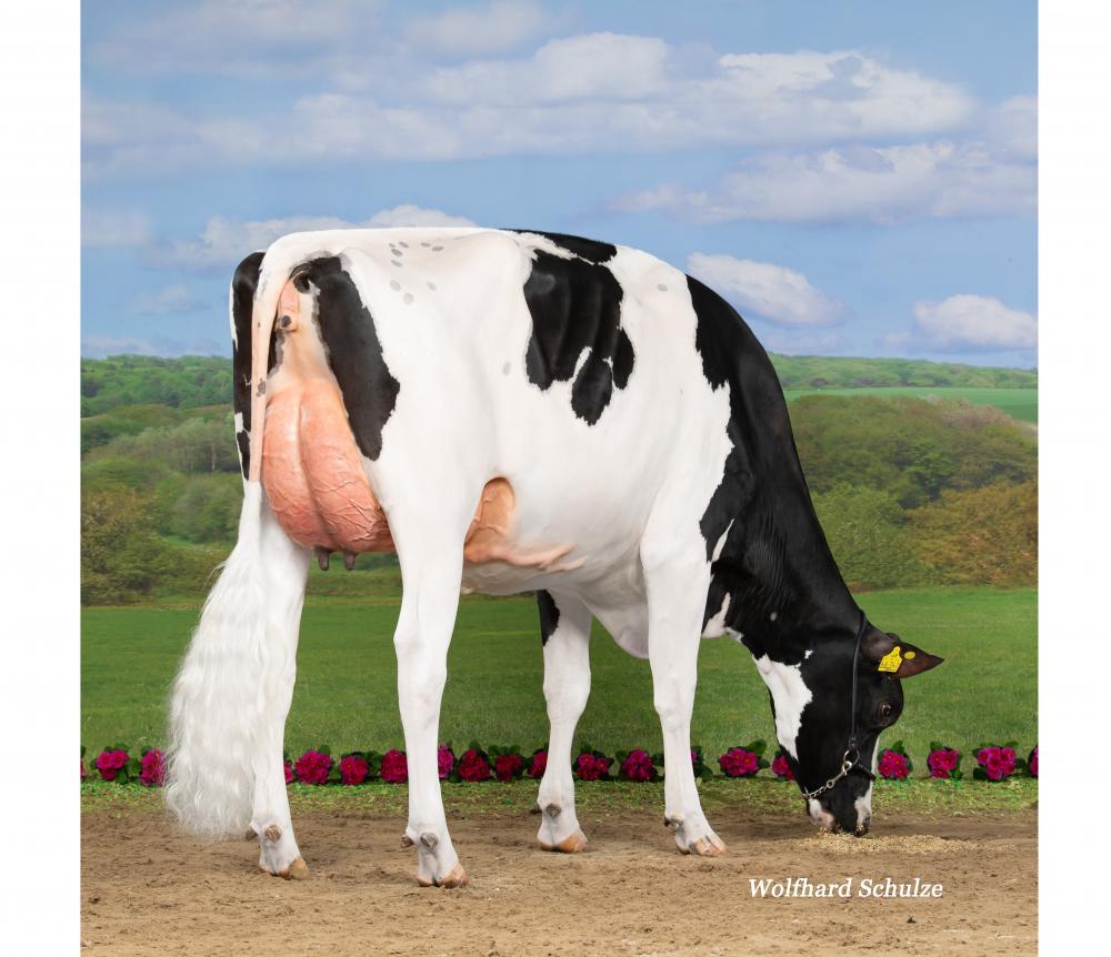 WMH Addisyn EX-90 (Großmutter)