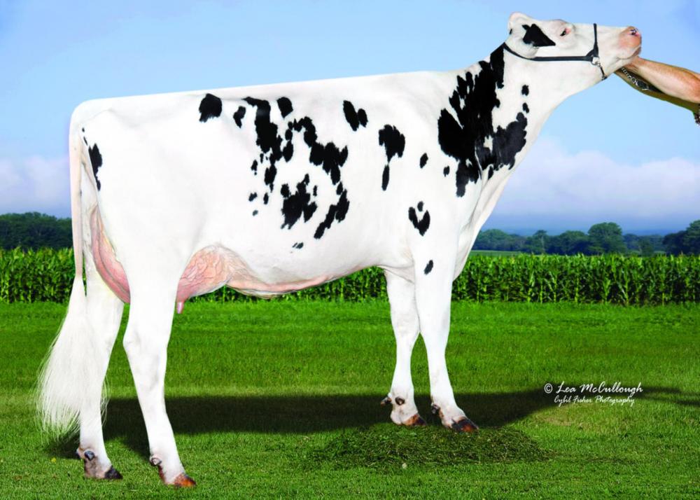 Bomaz Numero Uno 5904 VG-88 (Stammkuh)