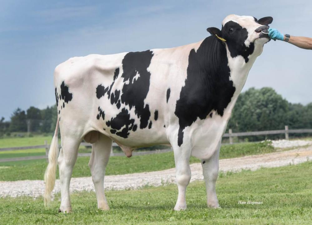 Genosource Optimist (Bruder zur Mutter)