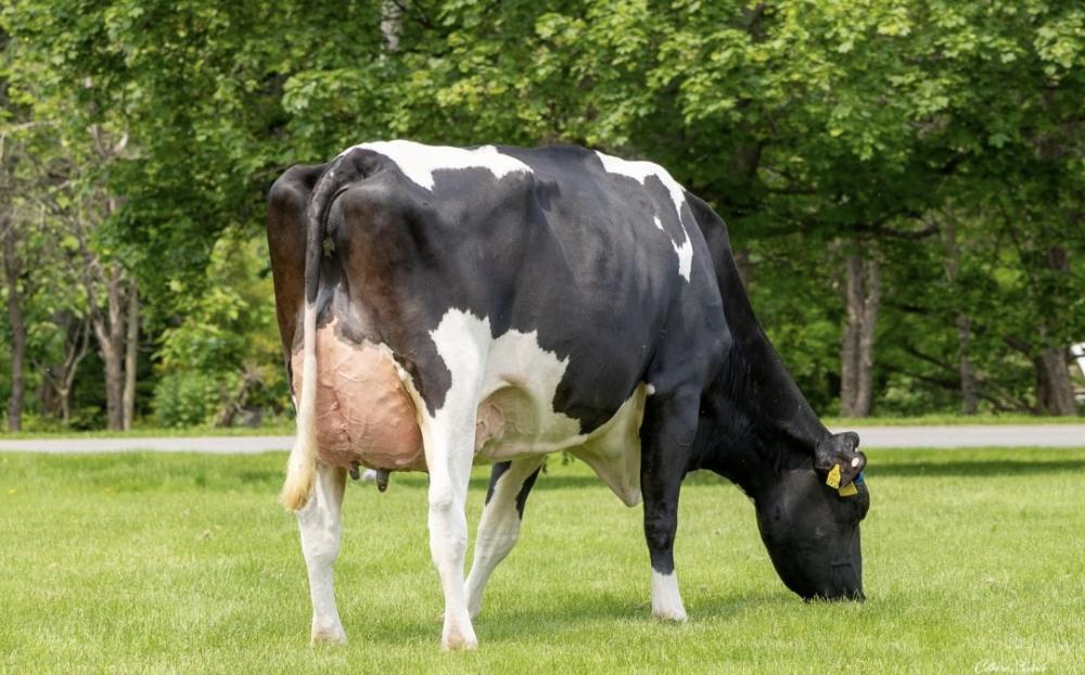 Aurora Parfect 23719 VG-88 (Großmutter)