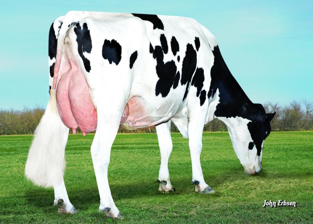 S-S-I Bookem Modesto VG-87 (6.Mutter)