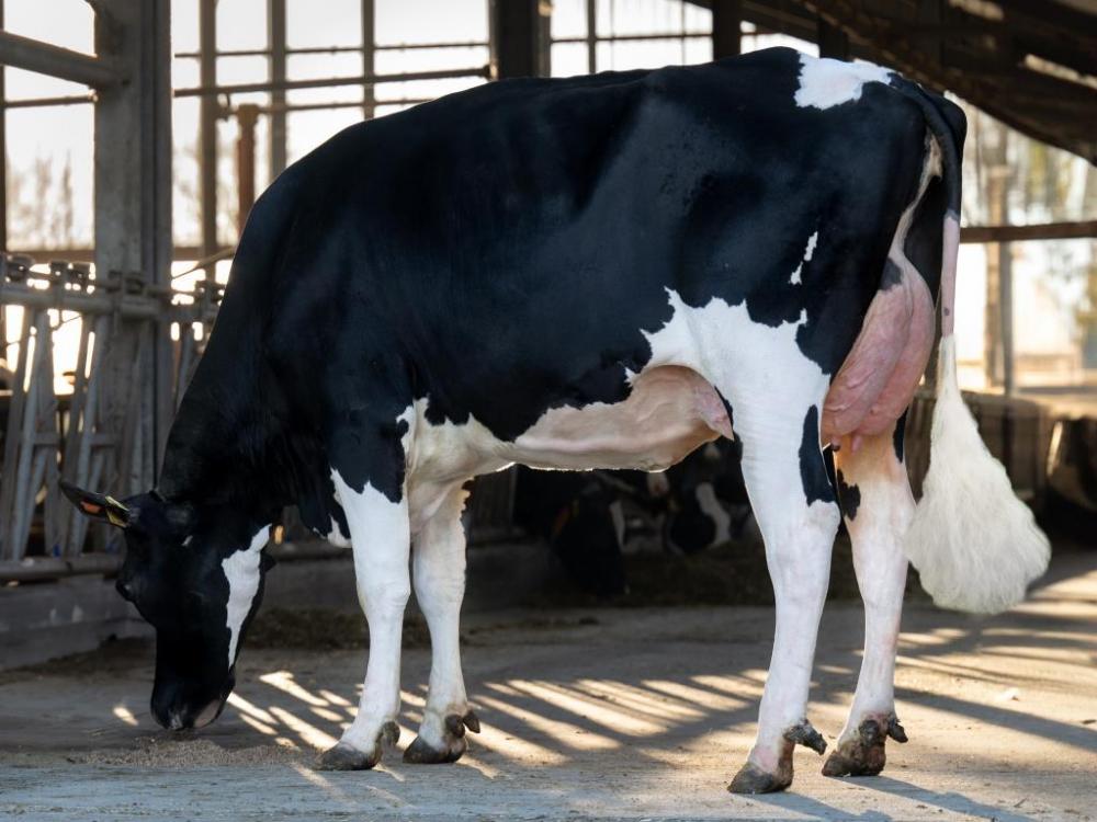 HzH Johnboy Lala VG-86 (Großmutter)