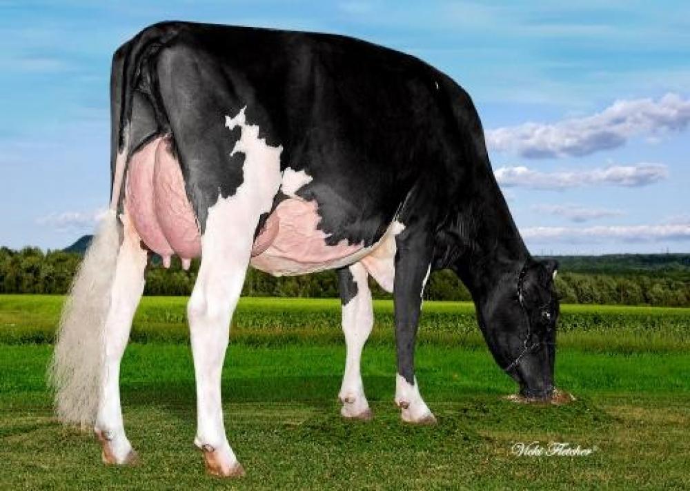 Ms Licorice GC Lovely VG-88 (Großmutter)