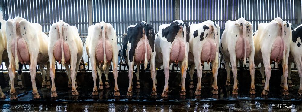 Mitchell-Töchtergruppe bei Willsbro Holsteins (UK)