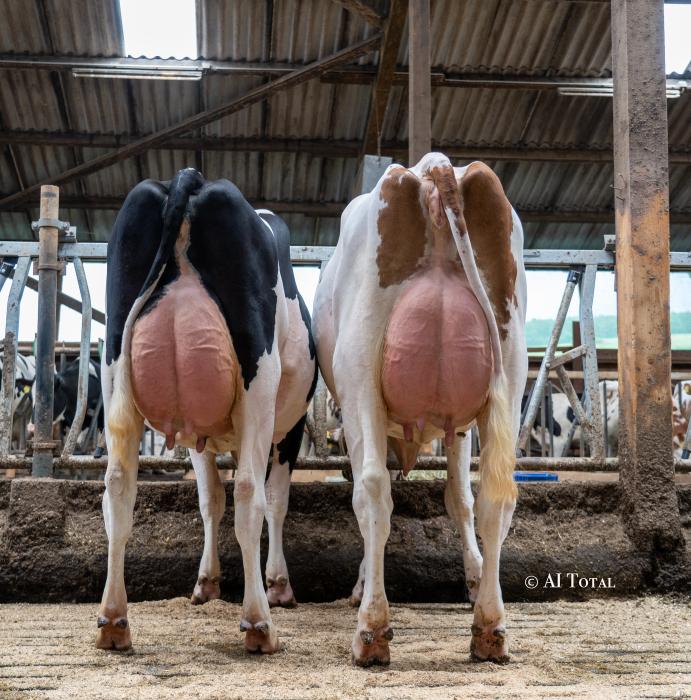 Doble-Töchter bei Seidenfaden Holsteins