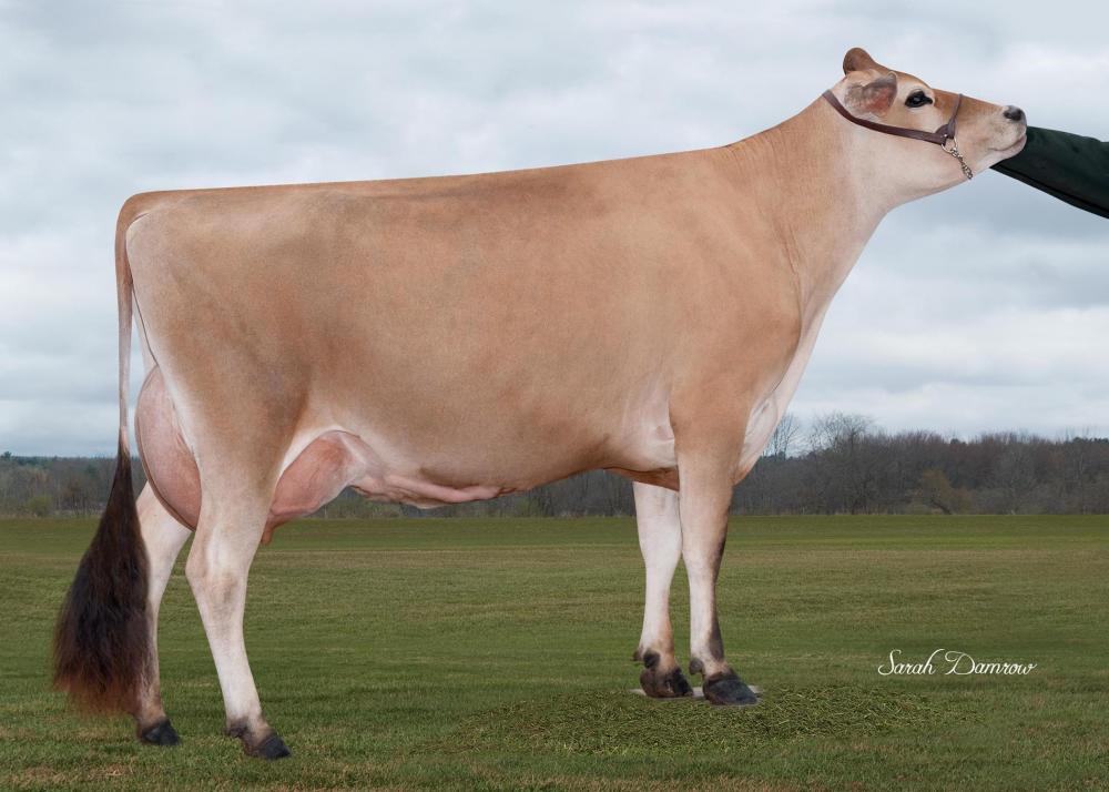 Sunset Canyon Dazzler V Maid 342 VG-87 (Mutter)